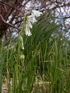 Image of Star-of-Bethlehem