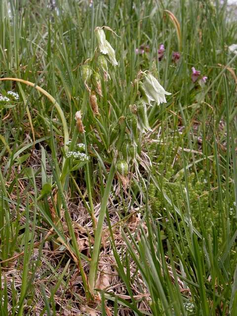 Image of Star-of-Bethlehem