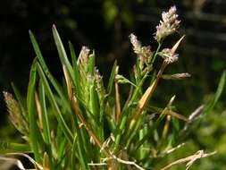 Image of Meadow Grasses