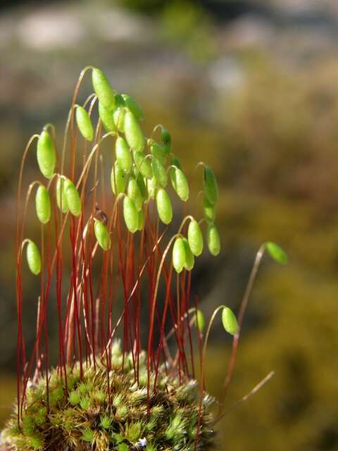 Image of Bryaceae