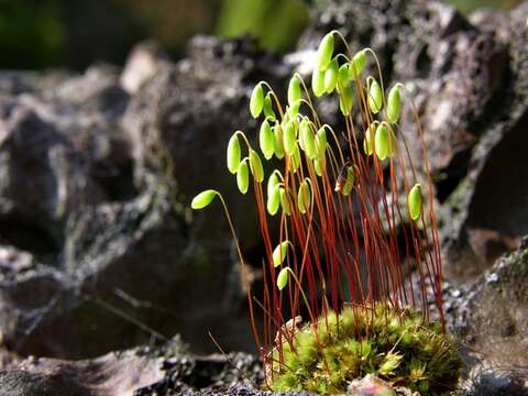 Image of Bryaceae