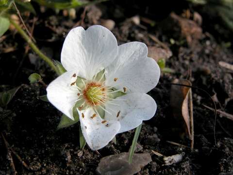 Imagem de Potentilla alba L.