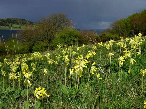 Image of cowslip