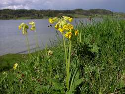 Image of cowslip