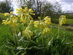 Image of cowslip