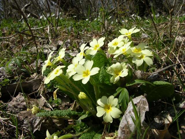 Image of primrose