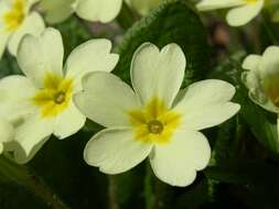 Image of primrose