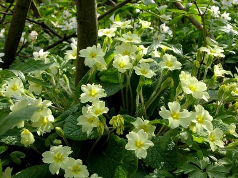 Image of Primula acaulis (L.) L.