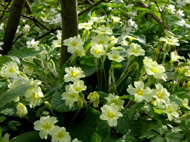 Image of primrose