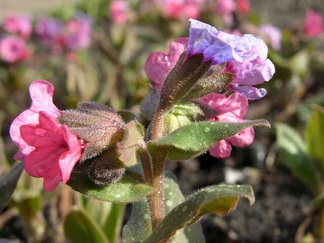 Image of lungwort