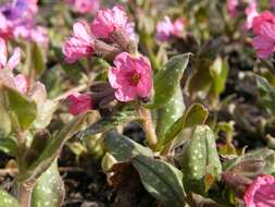 Image of lungwort