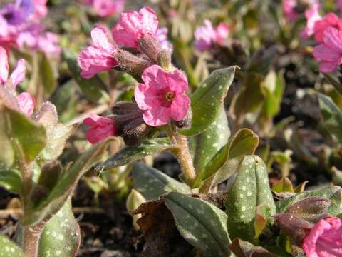 Plancia ëd Pulmonaria