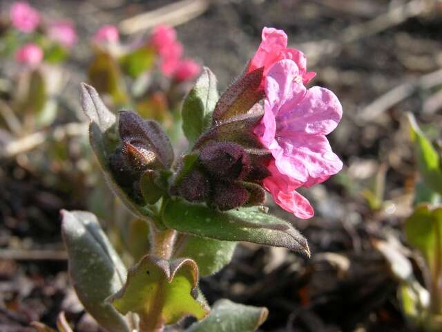 Image of lungwort