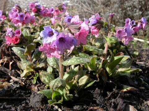 Plancia ëd Pulmonaria