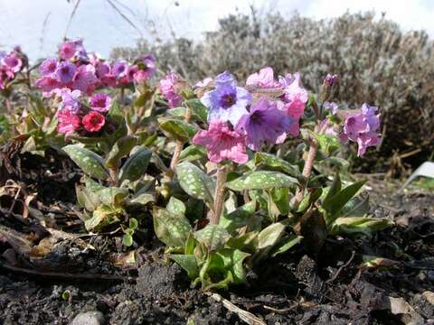 Image of lungwort