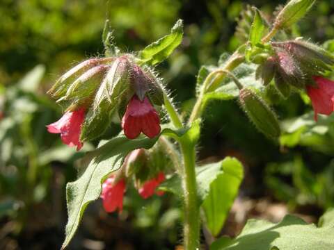 Plancia ëd Pulmonaria rubra Schott