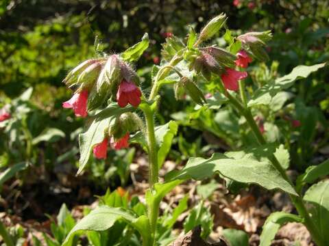 Plancia ëd Pulmonaria rubra Schott