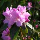 Imagem de <i>Rhododendron</i> × <i>praecox</i>