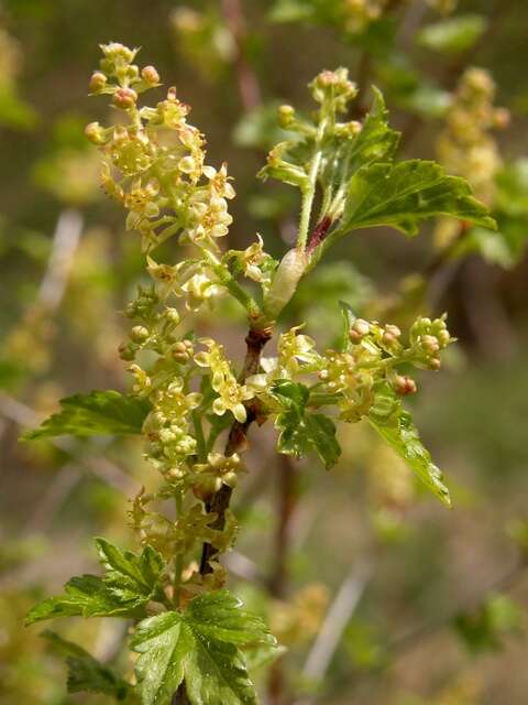 Image of currant