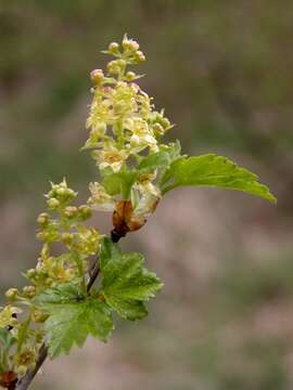 Image of currant