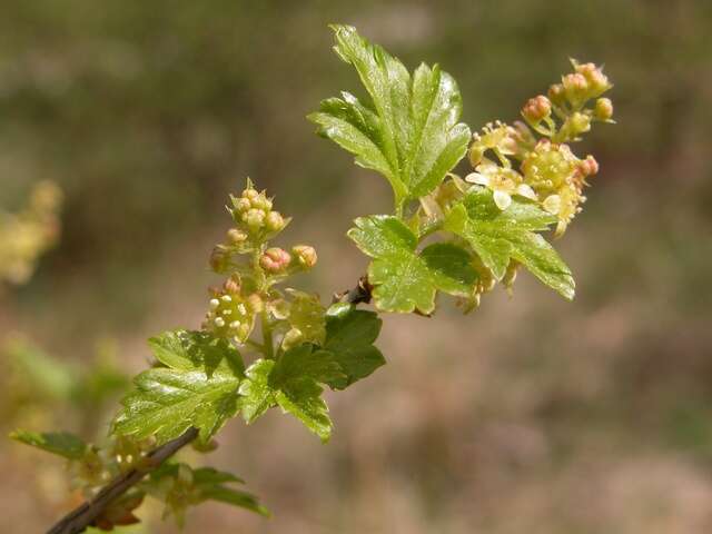 Image of currant