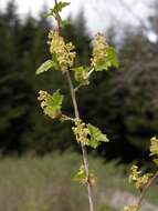 Image of currant