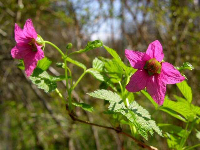 Image of salmonberry