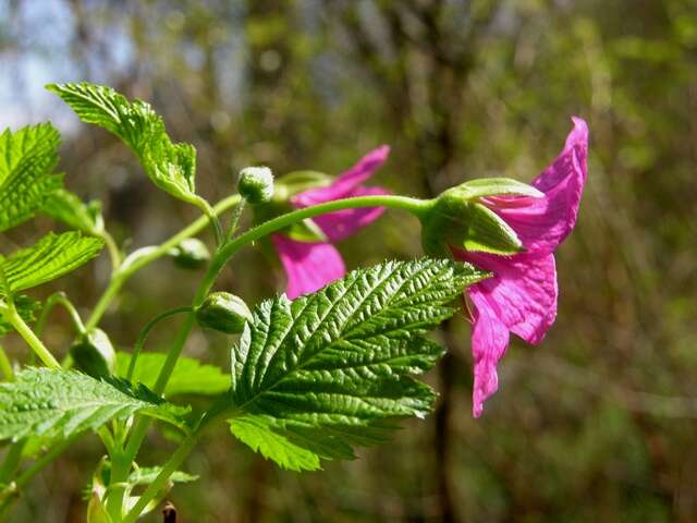 Image of salmonberry