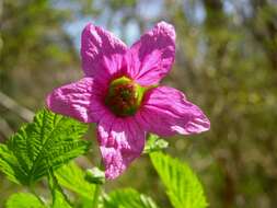 Image of salmonberry