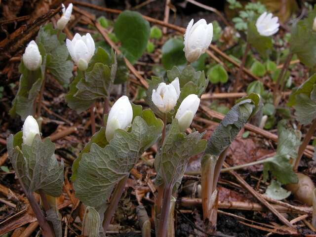 Image of bloodroot