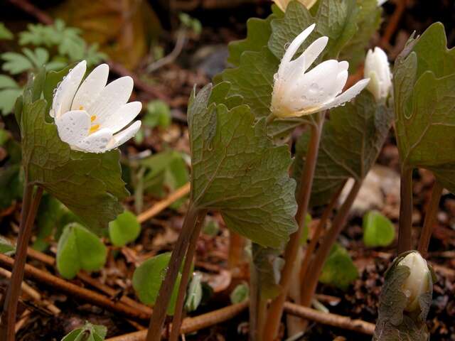 Image of bloodroot