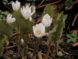 Image of bloodroot