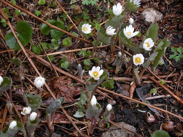 Image of bloodroot