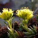 Sivun Saxifraga juniperifolia Adams kuva