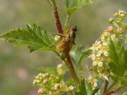 Слика од <i>Scatophaga stercoraria</i>