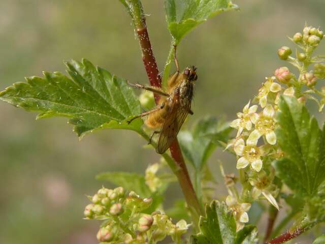 Слика од <i>Scatophaga stercoraria</i>