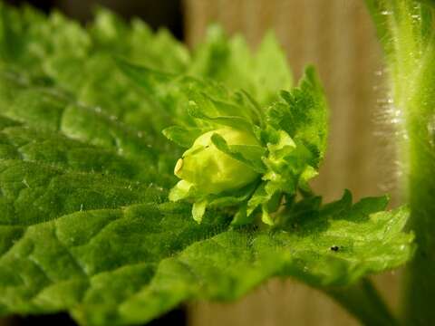 Image de Scrophularia vernalis L.