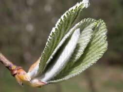 Image of Common Whitebeam and Allies