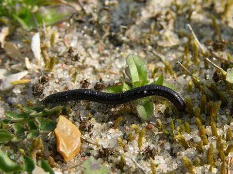 Image of Tachypodoiulus