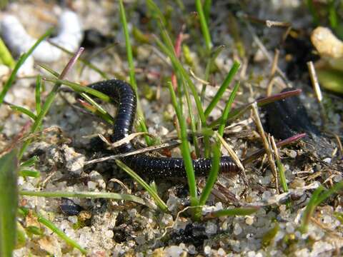 Image of Tachypodoiulus