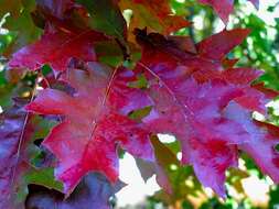 Image of beech family