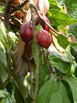 Image of Cacao Tree