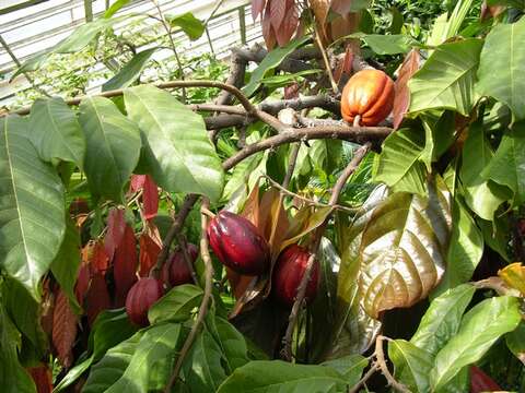 Image of Cacao Tree