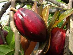 Image of Cacao Tree