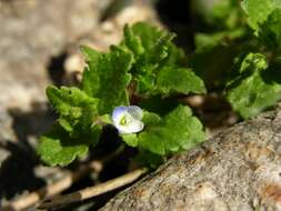 Image of Green field-speedwell