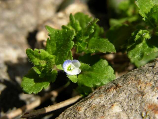 Image of Green field-speedwell