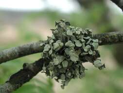 Image of Cartilage lichen