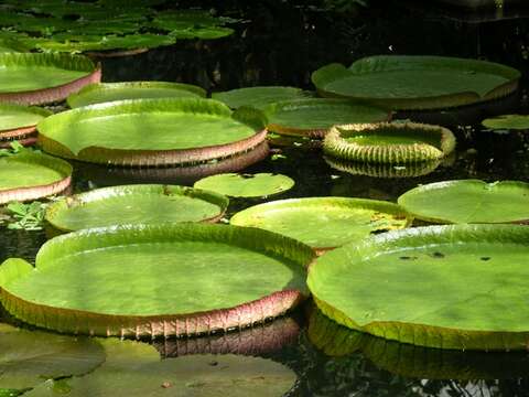 Image of giant waterlily