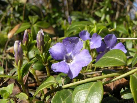 Image of periwinkle