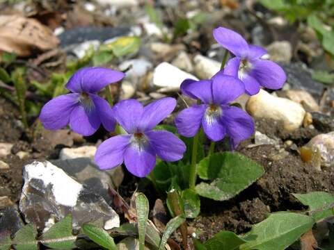 Image of hairy violet